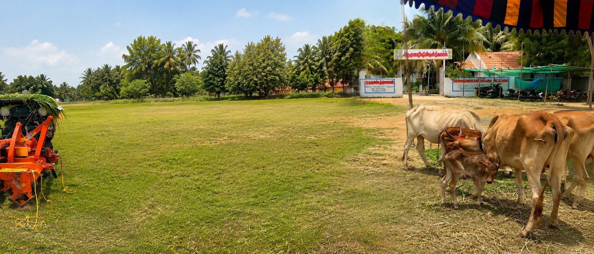 Kanchipuram Kuttai cattle