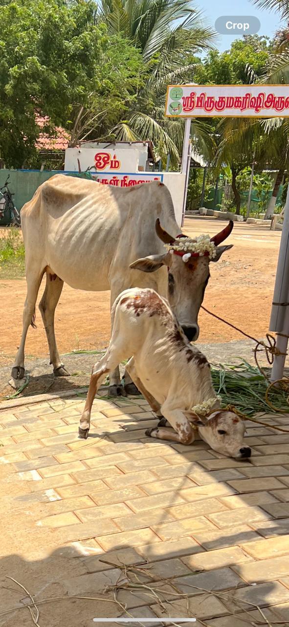 SHG & Kanchi Kuttai