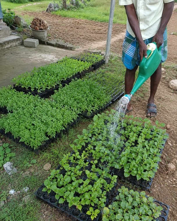 Field and fresh produce